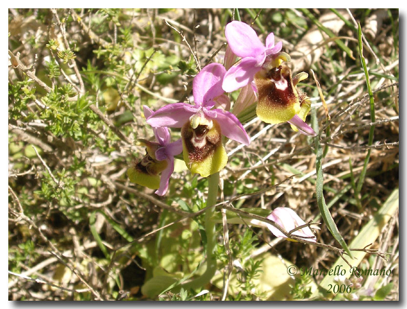 Ophrys tenthredinifera